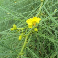 Parkinsonia